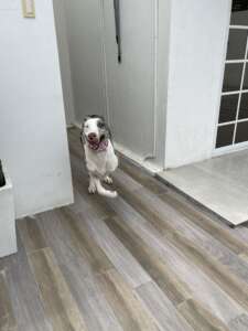 Dog running